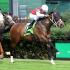 Oaklawn Equine Deaths